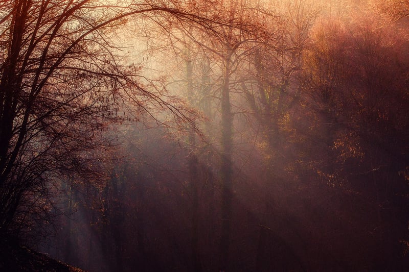 Mysterious Forest